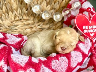 Goldendoodle dogs Mr green - Ad 22