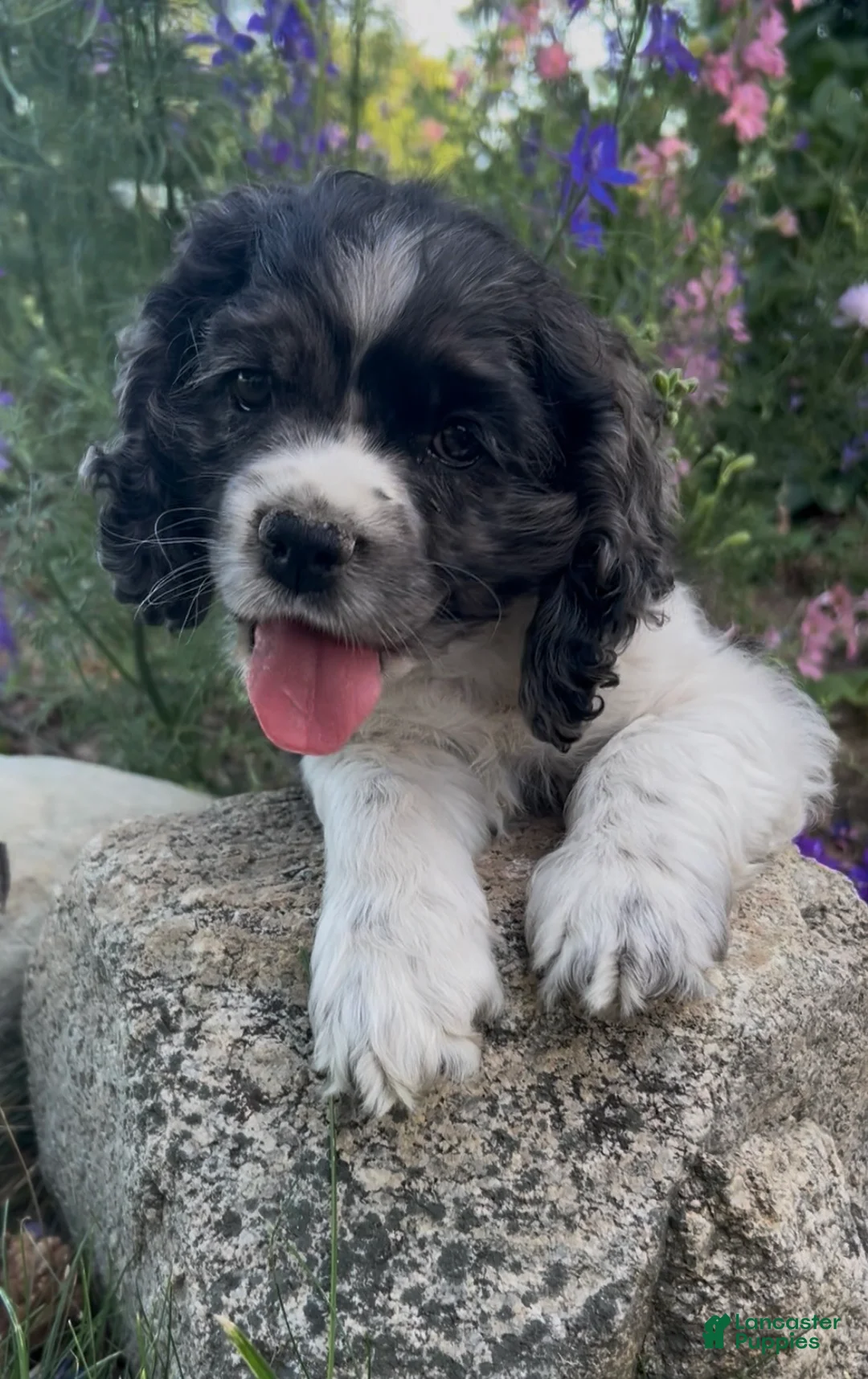 Cocker Spaniel dogs for sale: Asher - Ad 1