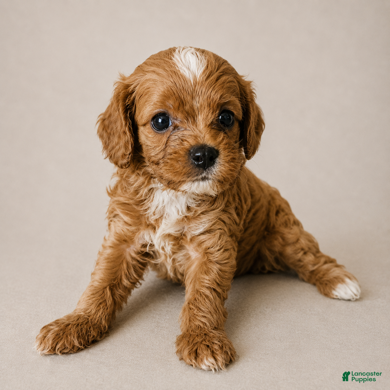 Cavapoo dogs  Denver - Ad 25