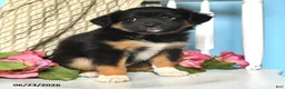Miniature Australian Shepherd dogs for sale: Pixie - Ad 4