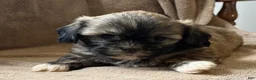 Shih Tzu dogs for sale: Caya - Ad 11