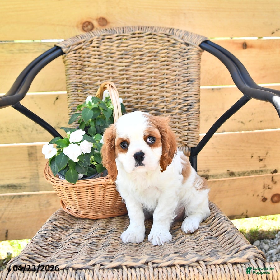 Cavalier King Charles Spaniel dogs Dawson - Ad 1