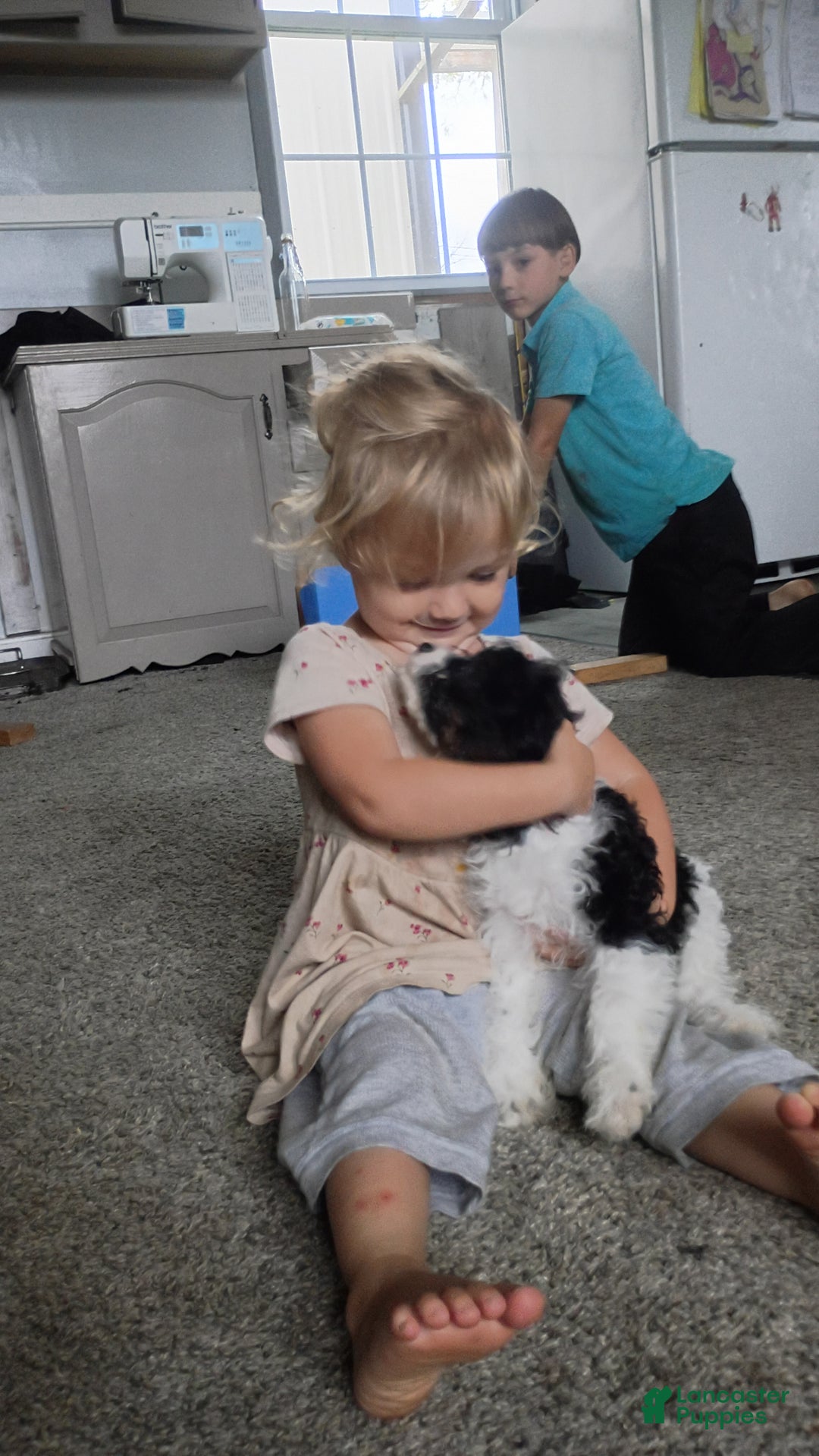 Cavapoo dogs for sale: Sasha - Ad 29