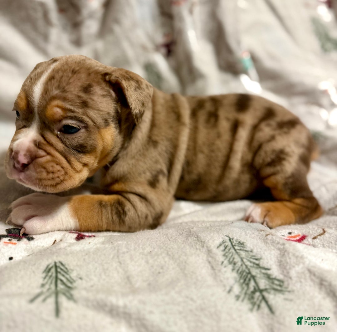 Olde English Bulldogge dogs for sale: Beth  - Ad 1