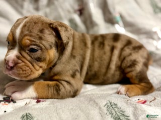 Olde English Bulldogge dogs Beth - Ad 2