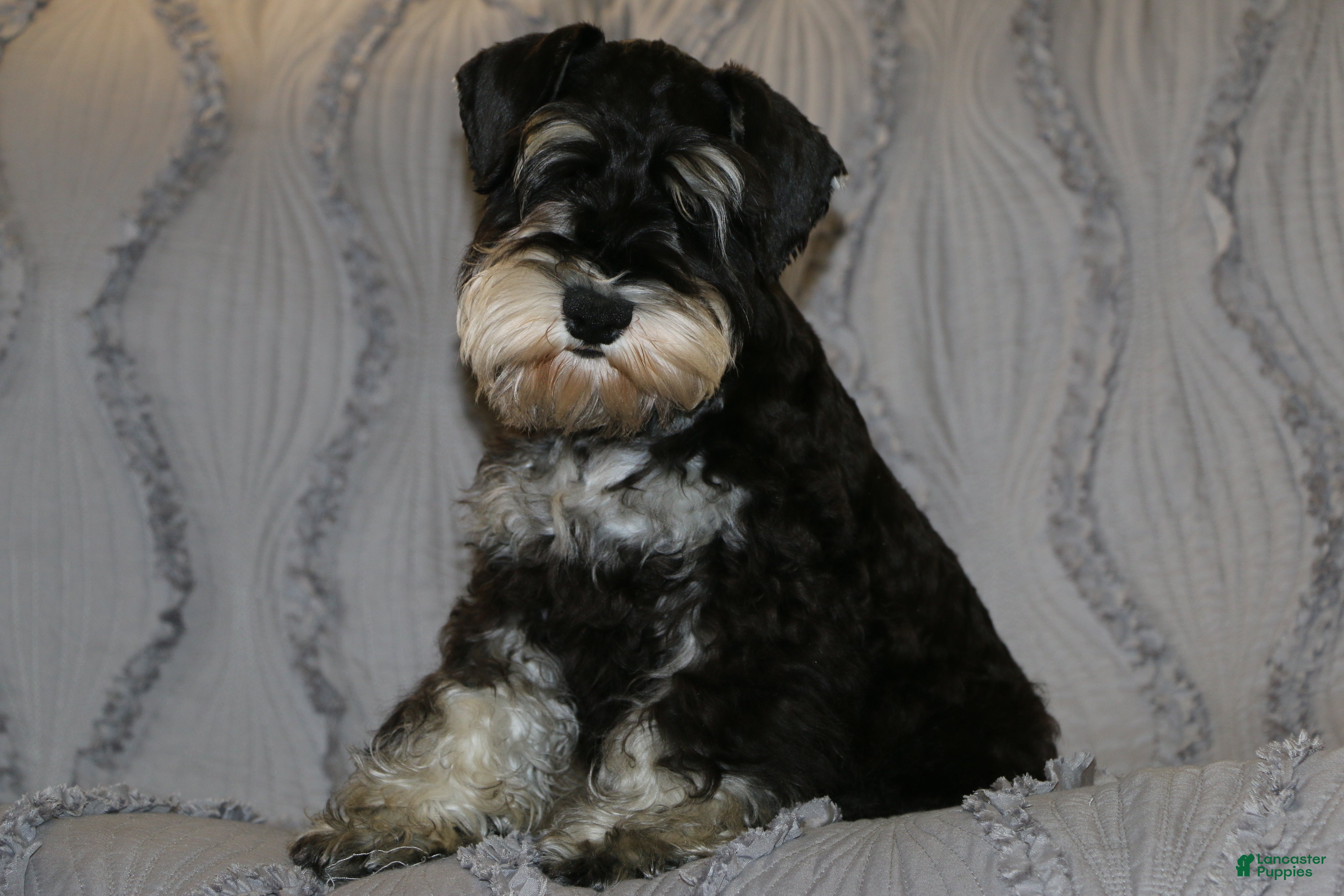 Miniature Schnauzer dogs Twister - Ad 34