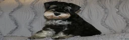 Miniature Schnauzer dogs for sale: Twister - Ad 1
