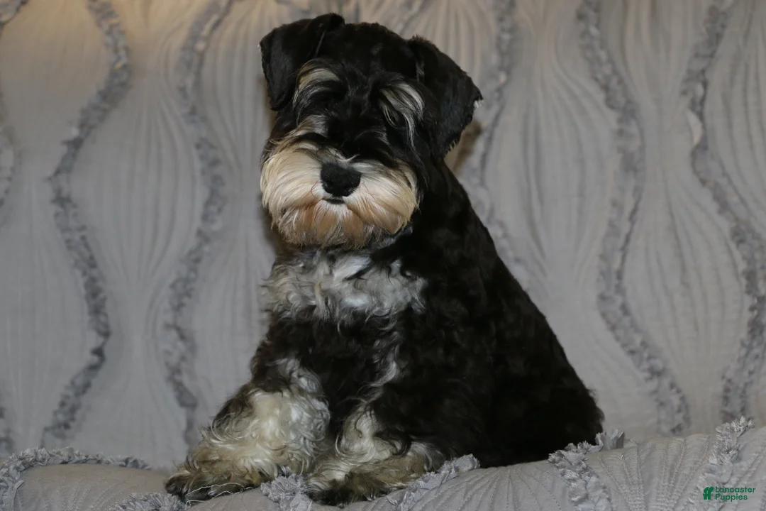 Miniature Schnauzer dogs for sale: Twister - Ad 1