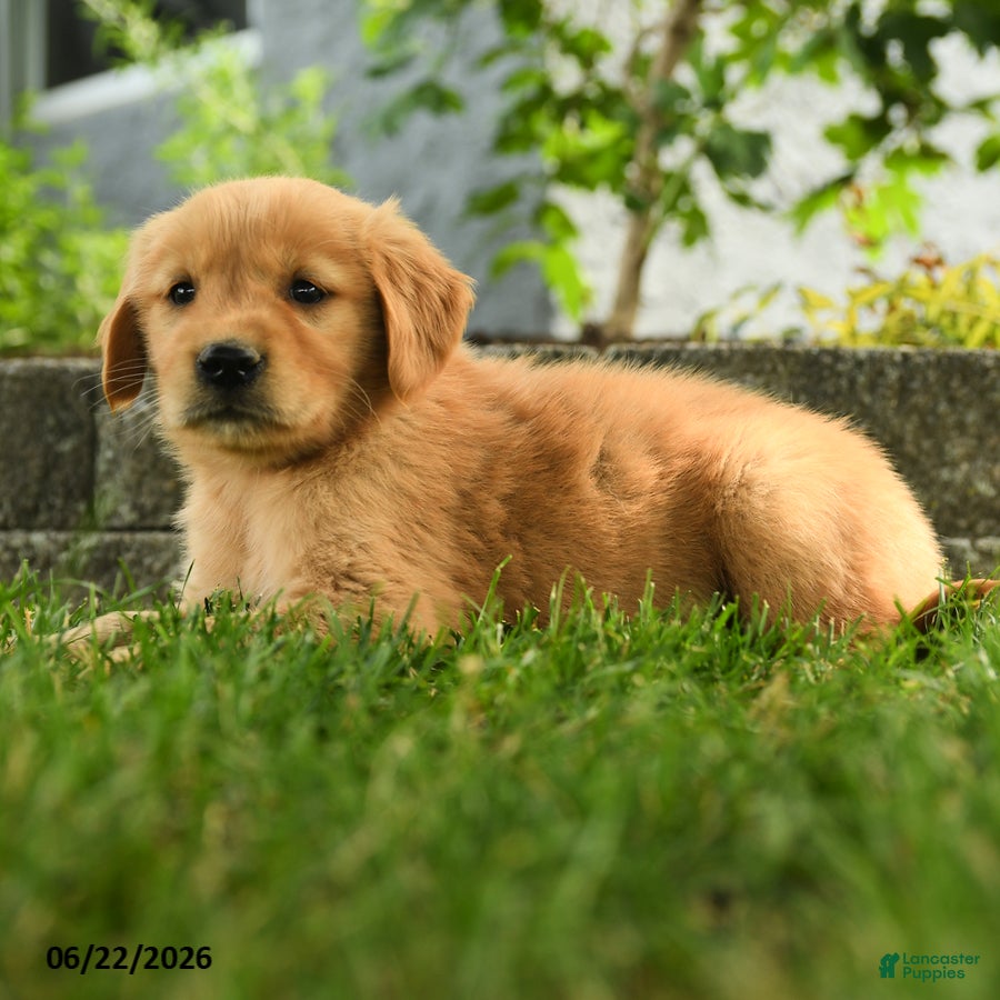 Golden Retriever dogs Penelope - Ad 2