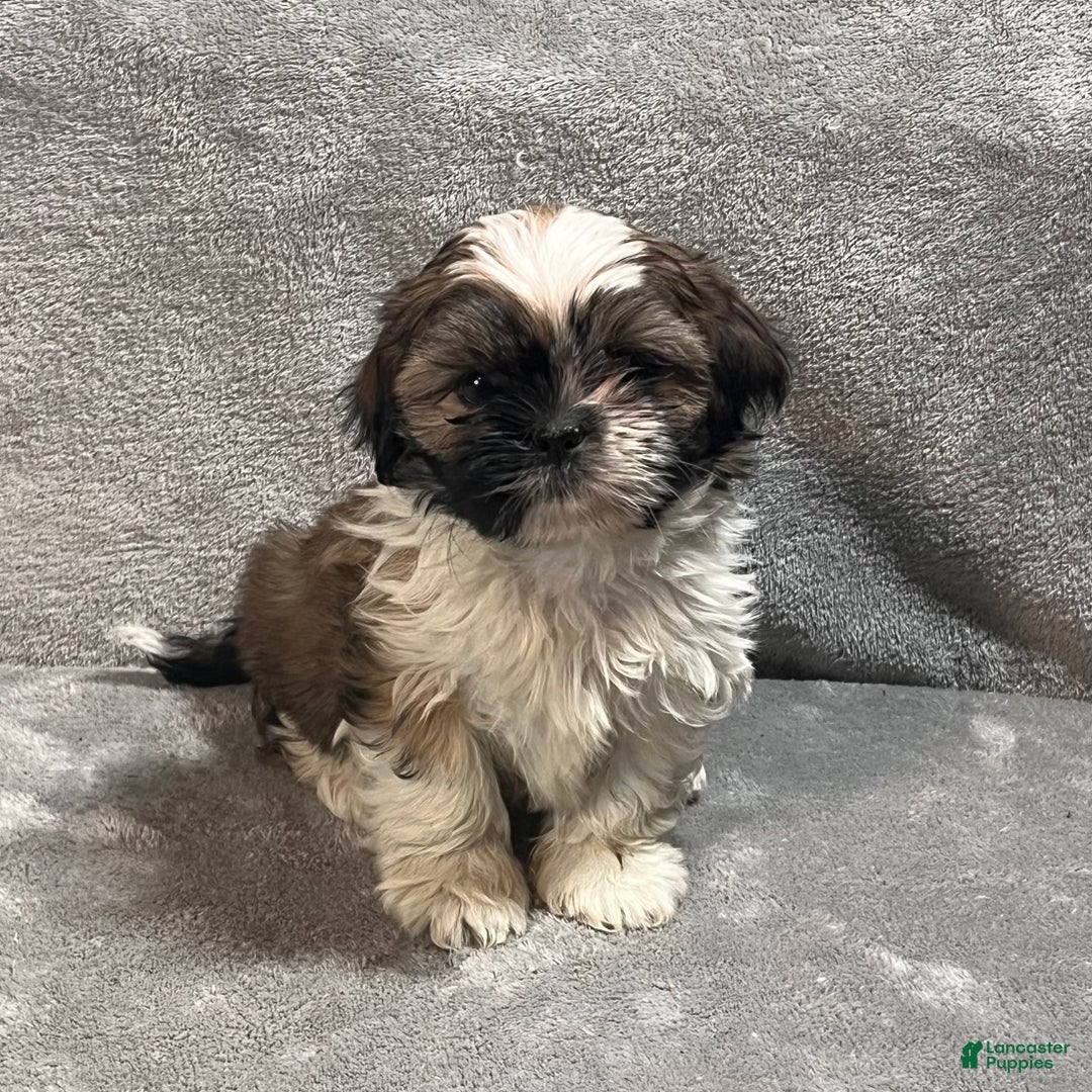 Shih Tzu dogs for sale: Harrison - Ad 5
