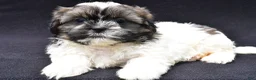 Shih Tzu dogs for sale: Ace - Ad 2