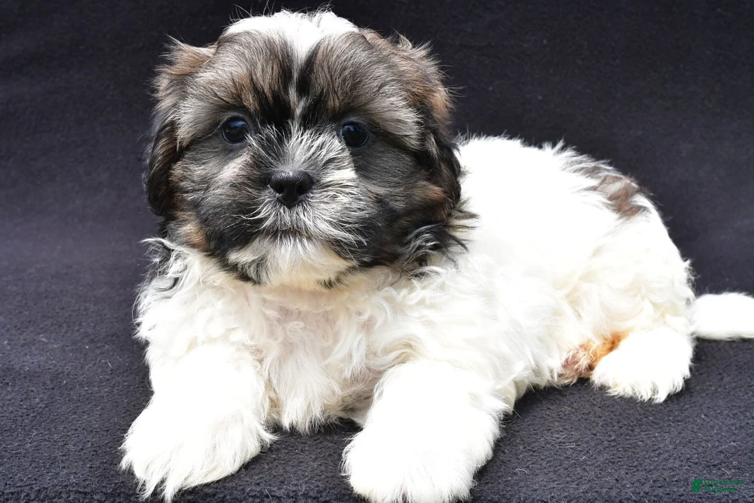 Shih Tzu dogs for sale: Ace - Ad 2