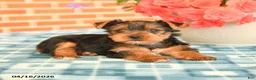 Yorkshire Terrier dogs for sale: Lulu - Ad 4