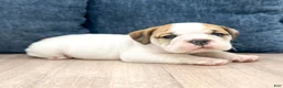 Beabull dogs for sale: Max - Ad 4
