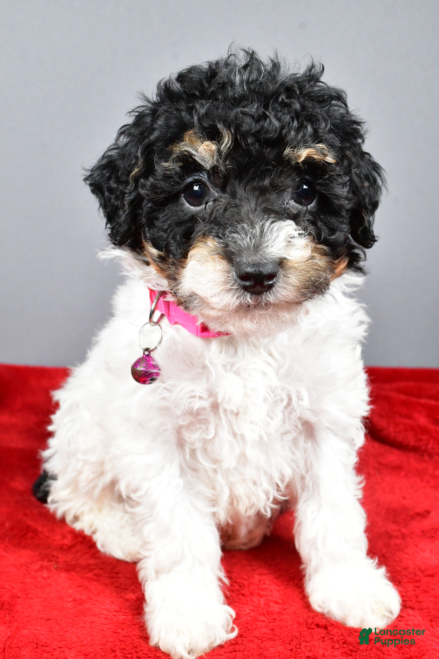 Miniature Poodle dogs Allison - Ad 2