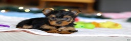 Yorkshire Terrier dogs for sale: Jewel - Ad 2