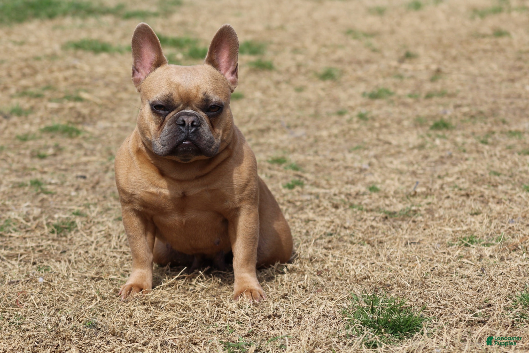 French Bulldog dogs French Bulldog 1 - Ad 2