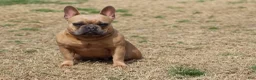 French Bulldog dogs for sale: French Bulldog 1 - Ad 2