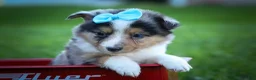 Mixed Breed dogs for sale: Graham🐶 - Ad 13