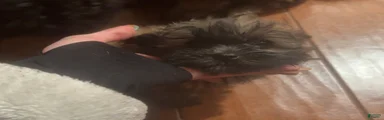 Shihpoo Puppy 1