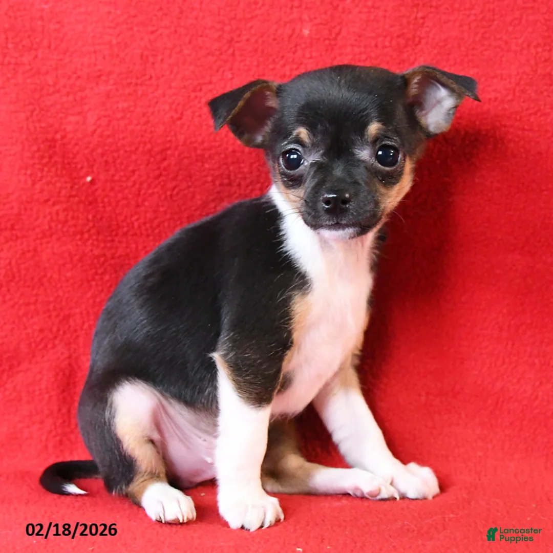 Chihuahua dogs for sale: Coco  - Ad 1
