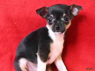 Chihuahua dogs for sale: Coco - Ad 1