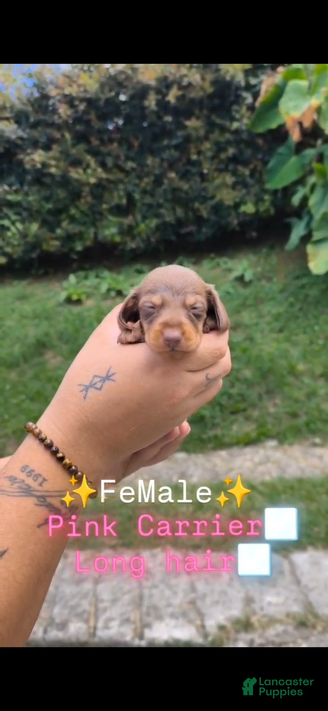 Dachshund dogs Dachshund Puppy 3 - Ad 6