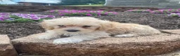 Cavapoo dogs for sale: Annie - Ad 11