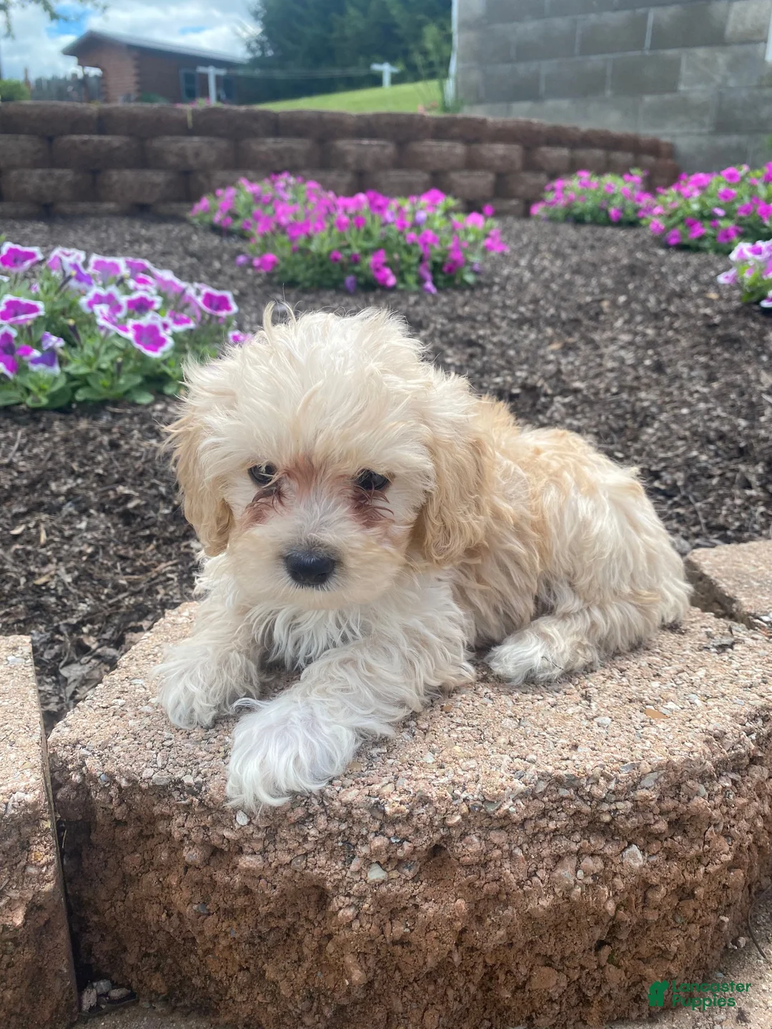 Cavapoo dogs for sale: Annie - Ad 11