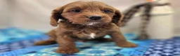 Cavapoo dogs for sale: Iceberg - Ad 12