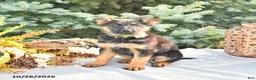 German Shepherd dogs for sale: Autumn - Ad 3