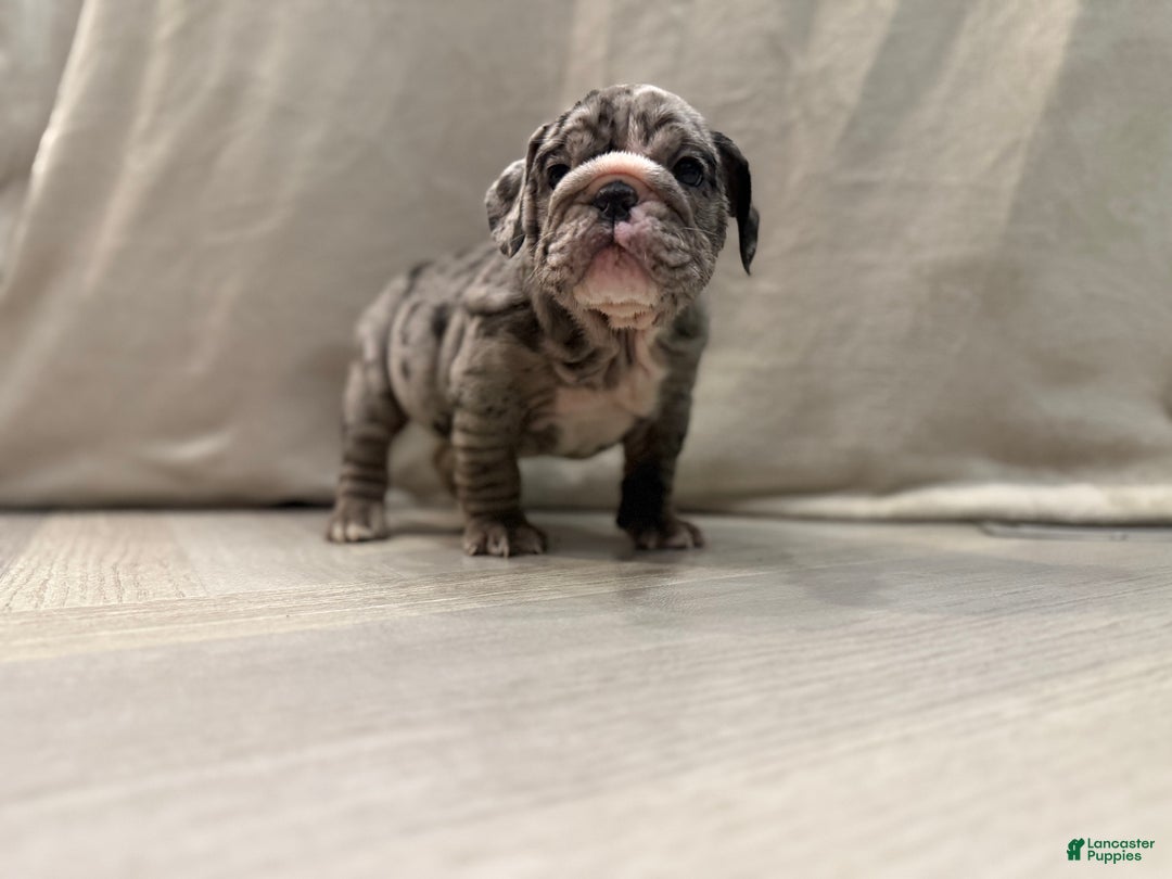 English Bulldog dogs for sale: Judy - Ad 13