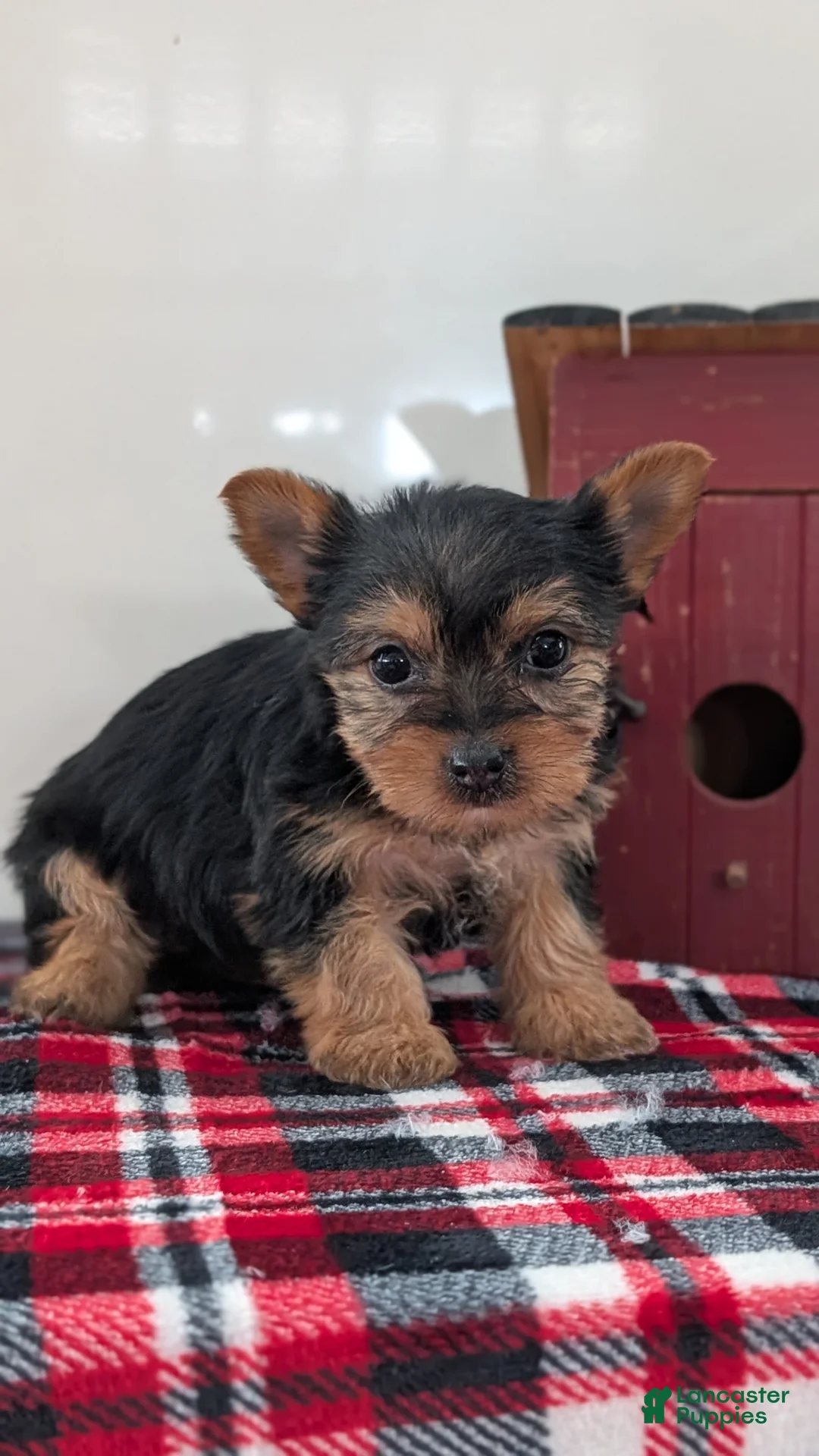 Yorkshire Terrier dogs for sale: Dahlia  - Ad 3