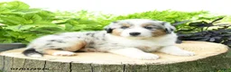 Australian Shepherd dogs for sale: Acadia - Ad 2