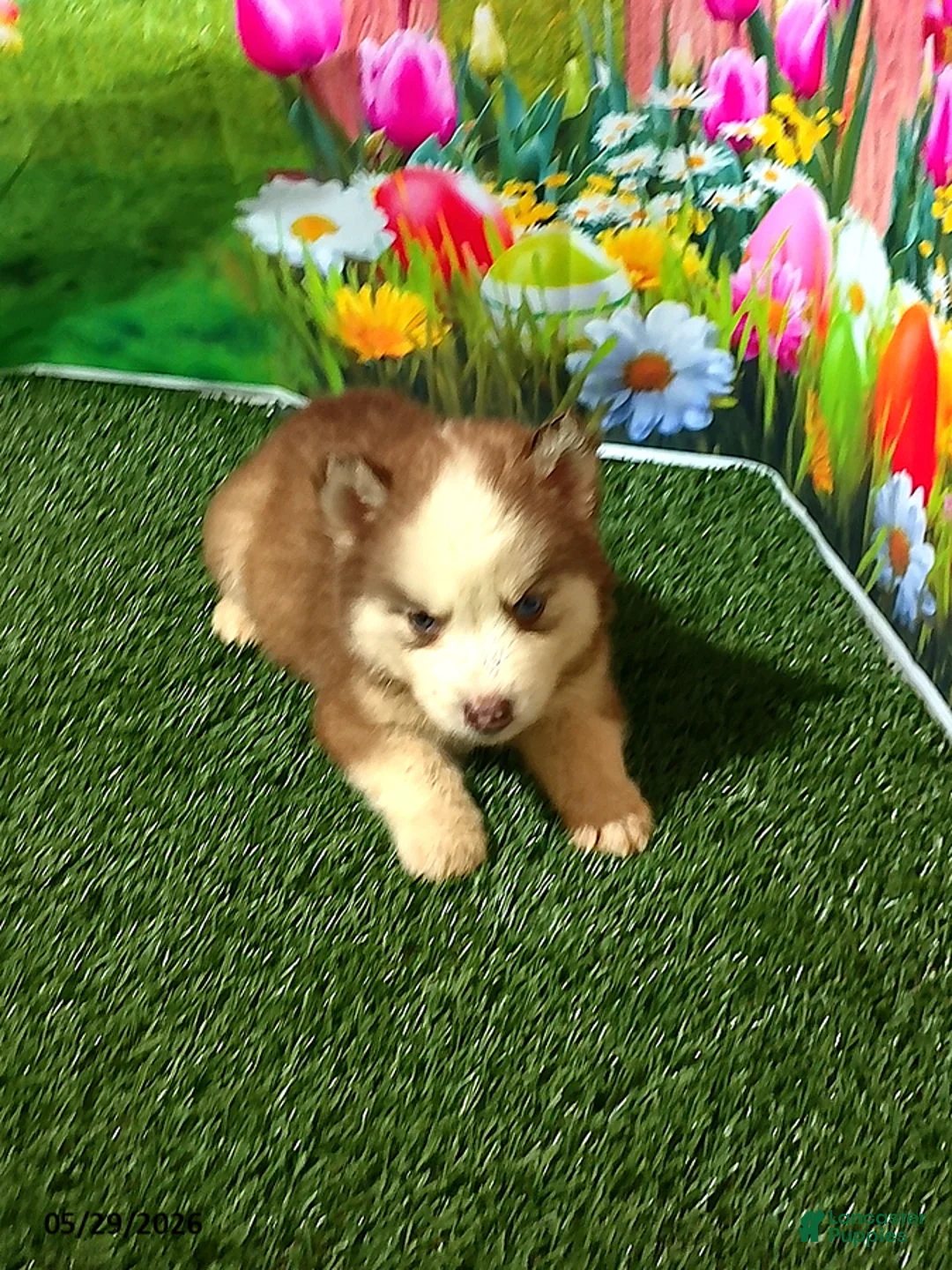 Siberian Husky dogs for sale: Charlie - Ad 4