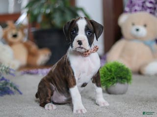 Boxer dogs for sale: Blair - Ad 3