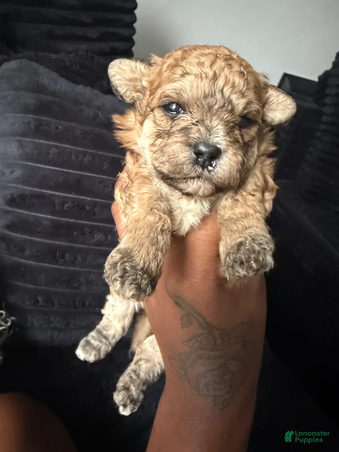 Yorkiepoo dogs for sale: Yorkiepoo 1 - Ad 1