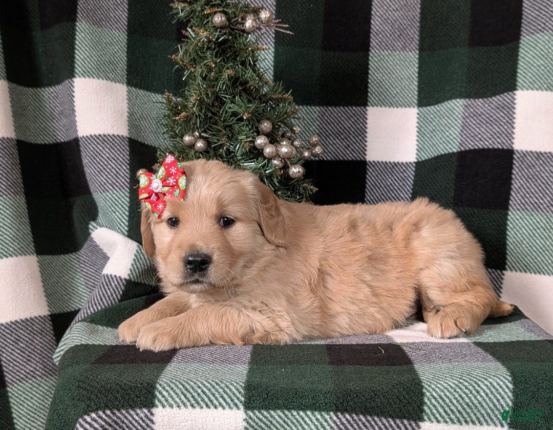 Golden Retriever dogs for sale: Carrie - Ad 4