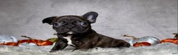 Mixed Breed dogs for sale: Mr. Bruce - Ad 10