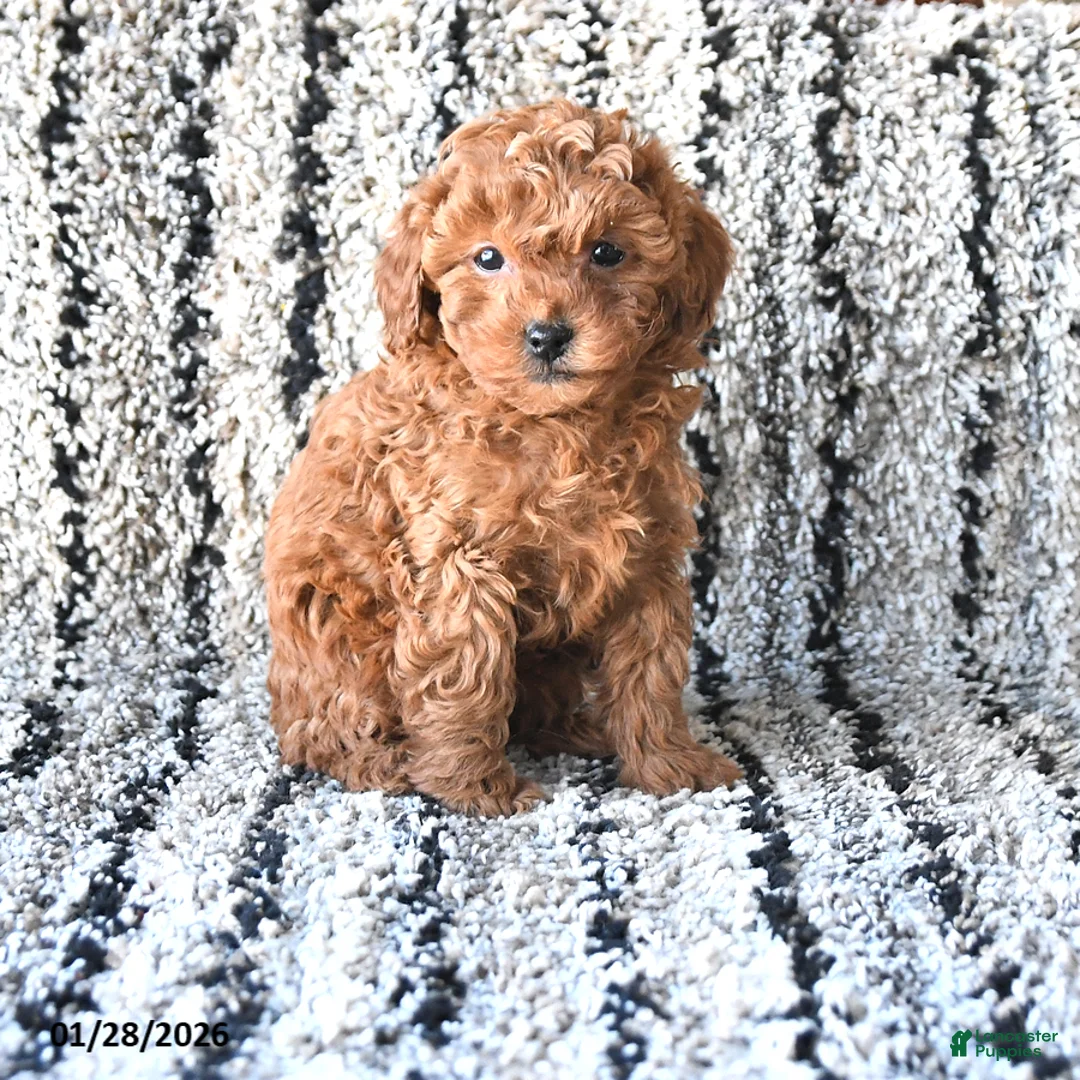 Toy Poodle dogs for sale: Olivia - Ad 1