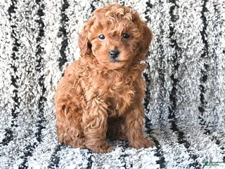 Toy Poodle dogs Olivia - Ad 20