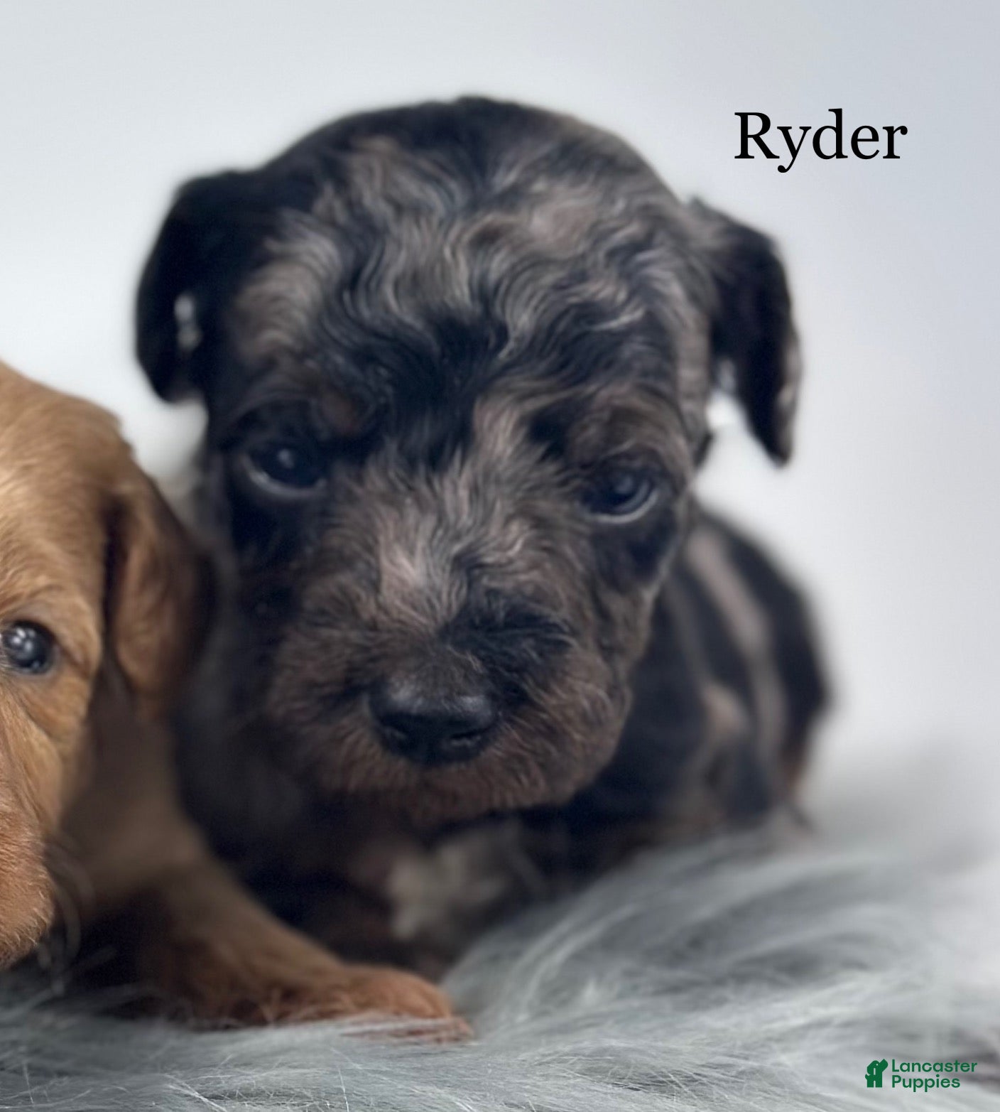 Goldendoodle dogs Ryder - Ad 38