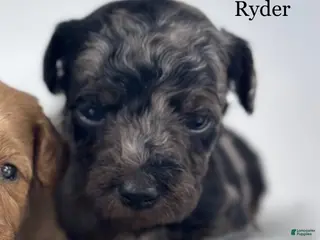 Goldendoodle dogs Ryder - Ad 23