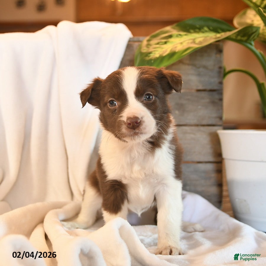 Mixed Breed dogs Nova  - Ad 20