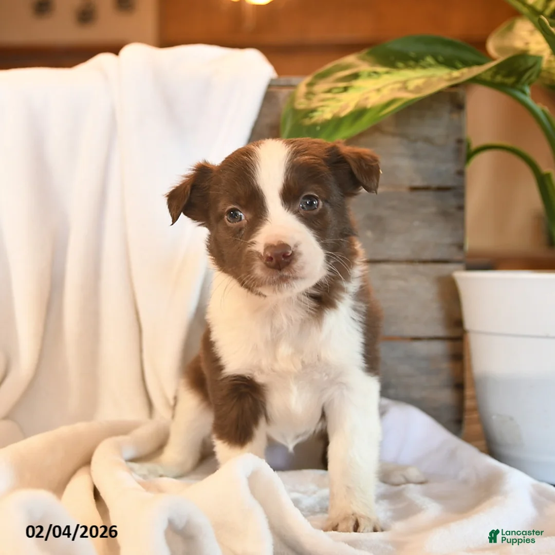 Mixed Breed dogs for sale: Nova  - Ad 1