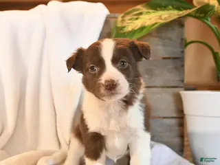 Mixed Breed dogs Nova - Ad 20