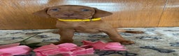 Vizsla dogs for sale: Penny - Ad 2