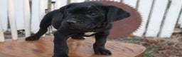 Cane Corso dogs for sale: Belinda - Ad 6