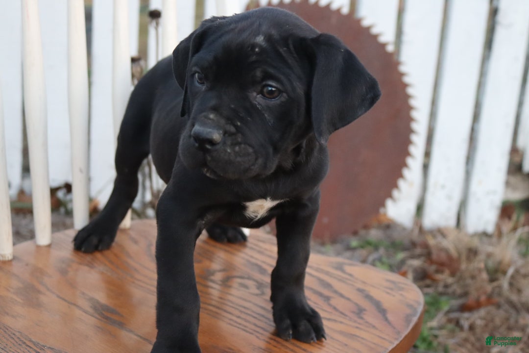 Cane Corso dogs for sale: Belinda - Ad 6