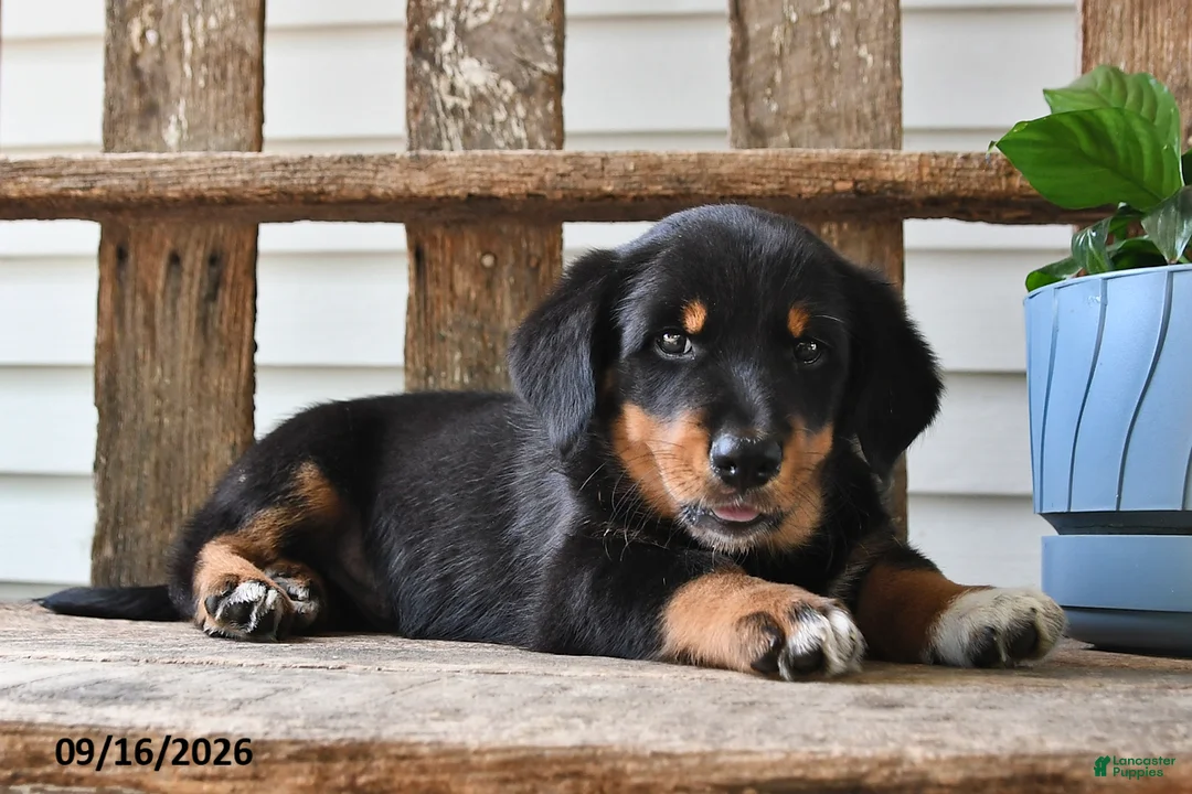 Mixed Breed dogs for sale: Aster - Ad 2